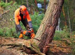 Best Lot and Land Clearing  in Haddon Heights, NJ